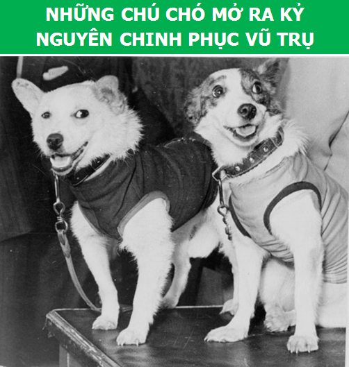 Điểm danh những con vật làm thay đổi lịch sử loài người (Phần 2) - 1 Điểm danh những con vật làm thay đổi lịch sử loài người (Phần 2) - 1