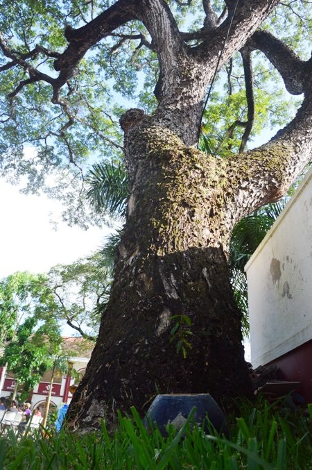 Hàng cây cổ thụ "trăm tuổi" hiếm hoi còn sót lại ở Sóc Trăng - 4 Hàng cây cổ thụ "trăm tuổi" hiếm hoi còn sót lại ở Sóc Trăng - 4