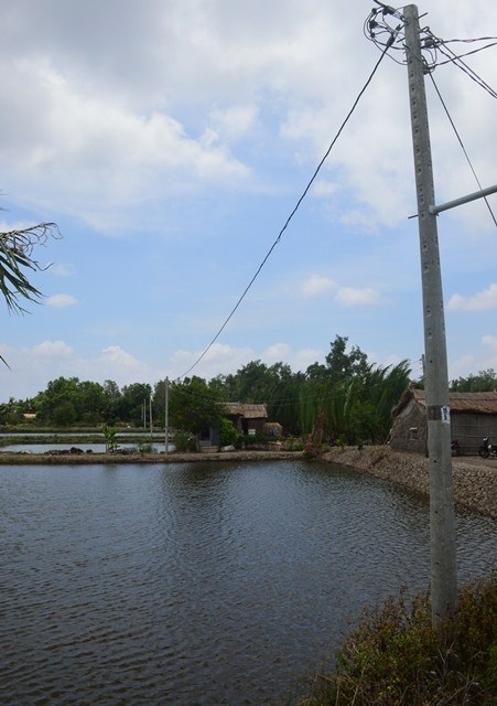 Người dân chưa một lần thấy ánh đèn điện phản bác "trần tình" của công ty điện lực! - 4 Cột điện kéo thẳng giữa ao tôm mà không kéo vào nhà dân