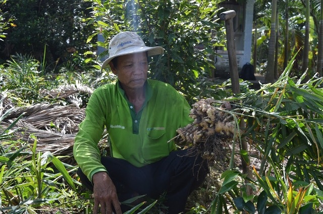 Giá gừng rớt thảm còn 3000 đồng/kg, nông dân ăn Tết buồn - 2 Ông Nguyễn Văn Tranh (ấp Phương Thạnh, xã Phương Bình, huyện Phụng Hiệp, Hậu Giang), bần thần bên những gốc đến lứa thu hoạch nhưng không có người mua