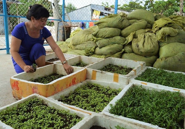 Hai sinh viên chế bùn vi sinh từ chất thải thủy sản để trồng rau sạch - 3 Một người dân dùng đất sạch của hai em để trồng rau