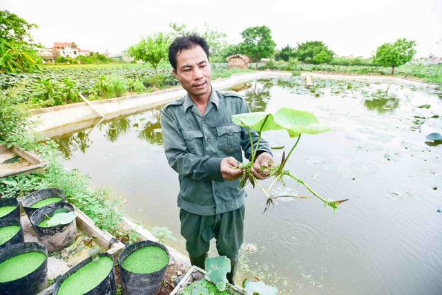 Nông dân kiếm trăm triệu nhờ trồng sim, “nhặt lá” tre rừng - 6 Chân dung anh Hạnh - chủ vườn sen nổi tiếng với trên 10 loại hoa quý. Ảnh: Toàn Vũ