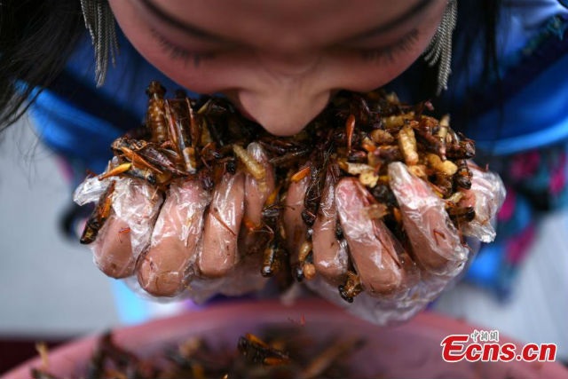 Mỗi chậu côn trùng rán là tổng hợp của rất nhiều loại khác nhau