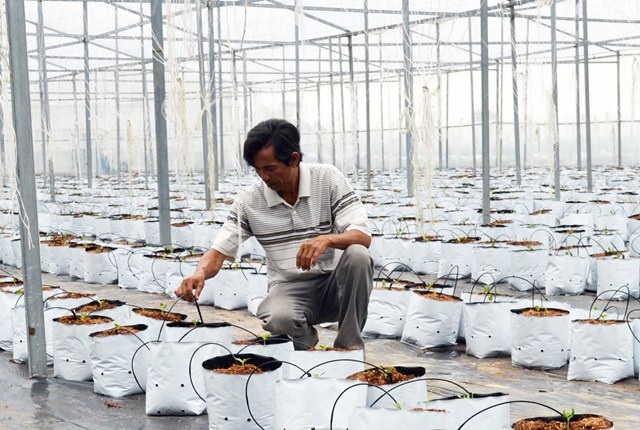 Thu bạc tỷ từ vườn dưa lưới công nghệ cao - 2 Vườn dưa lưới của ông Chưng áp dụng kỹ thuật tưới nhỏ giọt công nghệ Israel