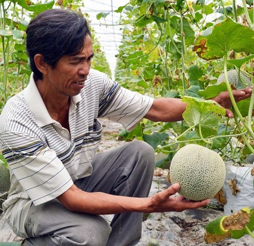 Thu bạc tỷ từ vườn dưa lưới công nghệ cao - 4
Ông Chưng cho biết, vụ dưa Tết năm rồi ông thu về khoảng 6 tấn dưa lưới, lãi hàng trăm triệu đồng