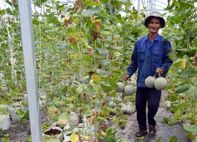 Thu bạc tỷ từ vườn dưa lưới công nghệ cao - 3 Các nhân công đang thu hoạch dưa lưới