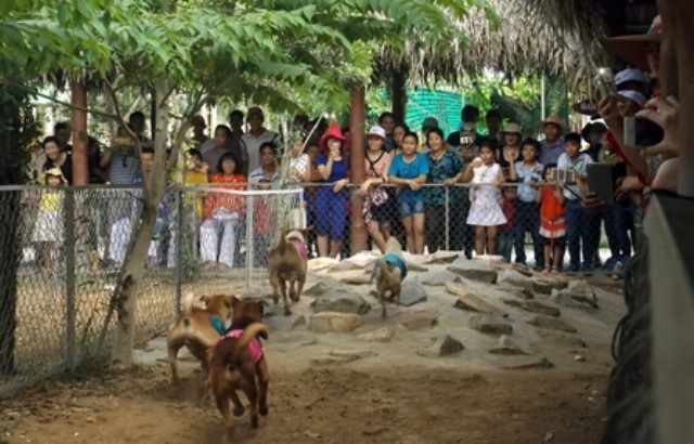 Những điểm du lịch không thể bỏ qua khi đến Cần Thơ - 3 Trò chơi đua chó ở vườn du lịch Mỹ Khánh