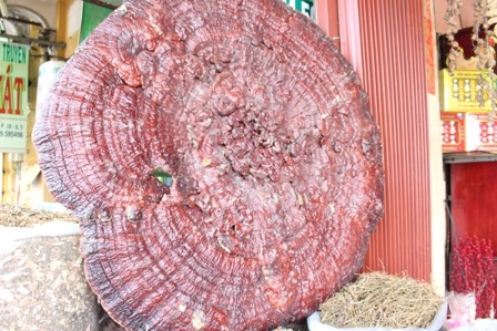 Cây nấm linh chi khủng với đường kính hơn 1m trưng bày trên một quầy hàng