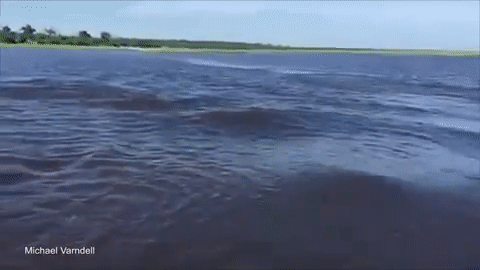 Cận cảnh một con hà mã đuổi theo thuyền du khách trên sông