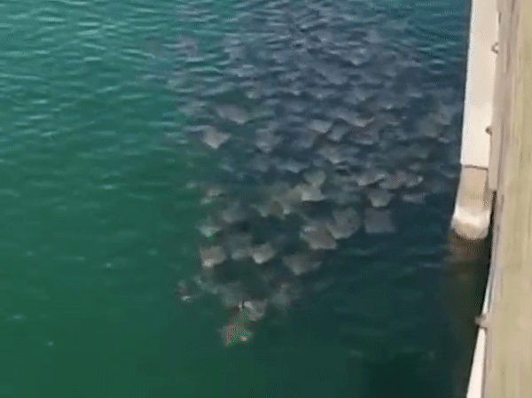 Đàn cá đuối ó tập trung bơi quanh khu vực cầu tàu để kiếm mồi