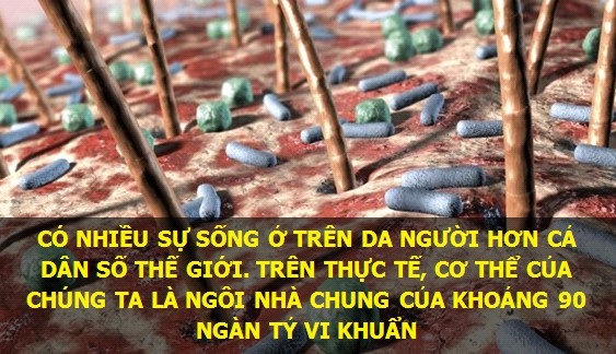 Những sự thật thú vị về vạn vật quanh ta - 4 Rất may hầu hết các vi sinh vật sinh sống trên cơ thể chúng ta đều vô hại.