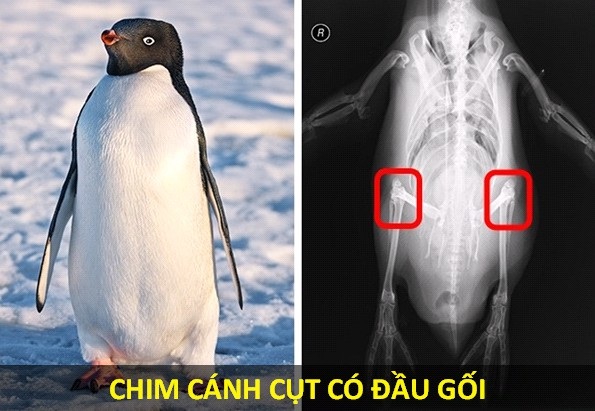 Những sự thật sẽ khiến kho tàng kiến thức của bạn bị “đảo lộn” - 3 Dáng đi lạch bạch cộng với đôi chân ngắn cũn của chim cánh cụt, khiến nhiều người lầm tưởng rằng chúng không có đầu gối. Tuy nhiên, trên thực tế, phần đầu gối của loài chim này đã được bẻ gập về phía sau. Cấu tạo đặc biệt này chính là để giúp chúng có dáng đứng thẳng.