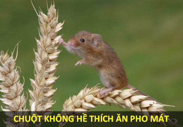 Những sự thật sẽ khiến kho tàng kiến thức của bạn bị “đảo lộn” - 5 Các nghiên cứu gần đây đã chỉ ra rằng, chuột thích ăn những loại thực phẩm có hàm lượng đường, tinh bột cao như ngũ cốc hoặc trái cây. Loài gặm nhấm này chỉ tìm đến pho mát khi các món ăn ưa thích của chúng không có sẵn.