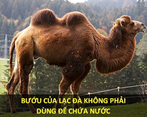 Những sự thật sẽ khiến kho tàng kiến thức của bạn bị “đảo lộn” - 8 Trên thực tế, những chiếc bướu của loài lạc đà chứa đầy mỡ. Lượng mỡ này có thể tạo ra nước trong quá trình chúng chuyển hóa thành năng lượng cho cơ thể lạc đà.