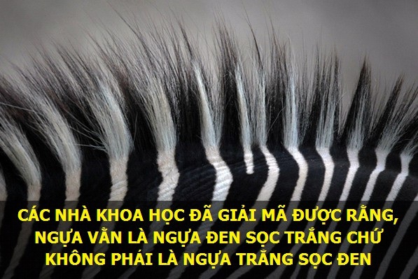 Những sự thật thú vị về vạn vật quanh ta - 10 Lời giải đáp cho câu hỏi muôn thuở.