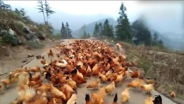 Chủ huýt sáo, cả trăm con gà bay về chuồng chờ ăn - 2 Đàn gà trở về chuồng đúng giờ ăn