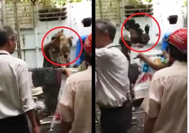Vụ bẻ khóa vào nhà dân bắt gà: “Anh em nhiệt tình công tác quá!” - 1 Tổ kiểm tra bắt 9 con gà Đông Tảo để tiêu hủy