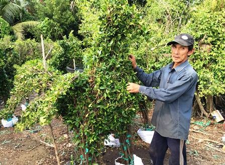 Những linh vật ngày Tết được làm bằng cây kiểng “siêu độc” - 3 Những linh vật ngày Tết được làm bằng cây kiểng “siêu độc” - 3