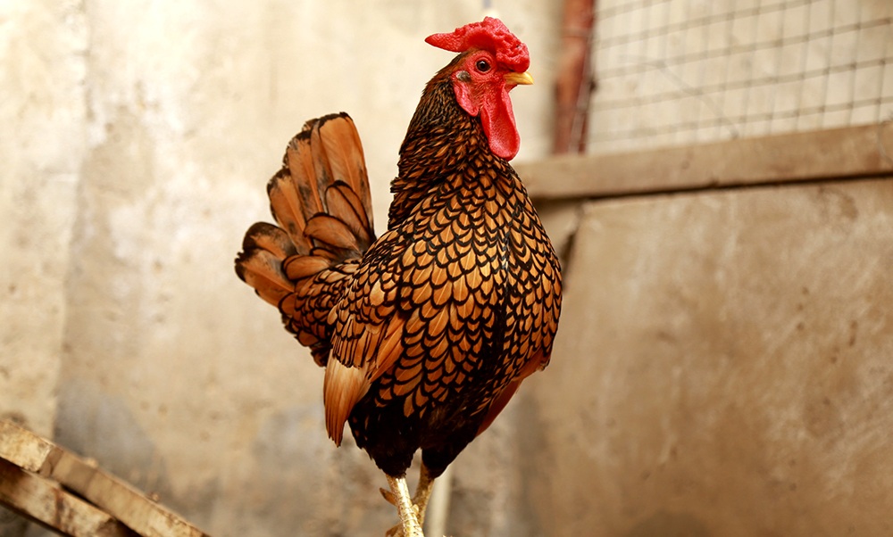 Ngắm đàn gà tiền tỷ "đẹp như tranh" dịp Tết Đinh Dậu - 1