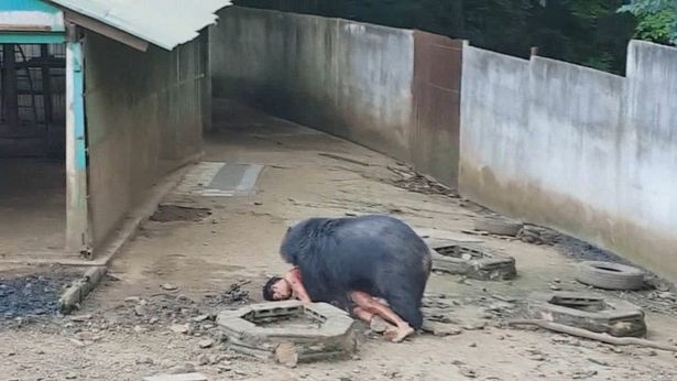 Du khách bị gấu lôi xềnh xệch vào chuồng cắn xé vì nghịch dại - 2 Ban đầu, anh chỉ định trêu đùa con gấu nhưng không ngờ bị tấn công trở lại