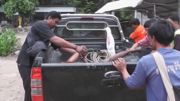 Du khách bị gấu lôi xềnh xệch vào chuồng cắn xé vì nghịch dại - 4 Nạn nhân được đưa tới viện điều trị kịp thời và đang trong quá trình hồi phục