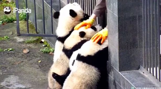 Đàn gấu trúc rủ nhau "vượt ngục" - 2 Cả đàn đua nhau trốn ra ngoài