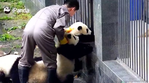 Đàn gấu trúc rủ nhau "vượt ngục" - 1 Cuộc vượt ngục bất thành của đàn gấu trúc