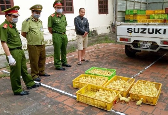 Bắt giữ 4.500 con gia cầm giống nhập lậu Trung Quốc - 1