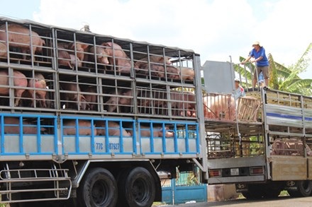 Giá lợn hơi “rơi không phanh”, nông dân lo mất Tết - 1
Giá thịt lợn hơi tại các địa phương đều rớt thảm hại. (Ảnh: Internet)