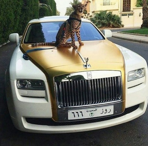 Thú cưng của một đại gia đến từ khu vực Trung Đông đang ngồi sẵn trên nắp capo của siêu xe chờ chủ
