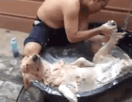 Thư giãn đầu tuần với những hình ảnh động hài hước - 11 Chẳng biết ai là chủ, ai là tớ nữa?