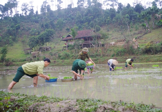 Chuyện trồng rau thoát nghèo nơi người dân… không quen ăn rau - 5 Xuống đồng cùng bà con trồng lúa nước