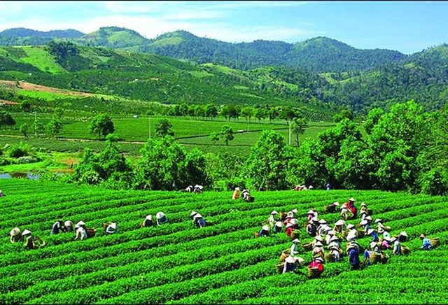 Hậu “thâu tóm” Vinatea, Sữa Mộc Châu… GTN tham vọng tăng gần 1.300% lợi nhuận - 1 GTN có trong tay hàng nghìn ha diện tích sản xuất chè nhờ nâng sở hữu tại Vinatea lên 95%.