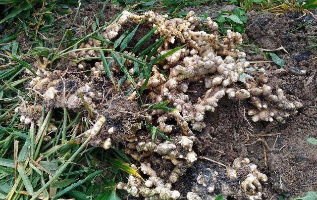 Giá gừng rớt thảm còn 3000 đồng/kg, nông dân ăn Tết buồn - 1
Hiện giá gừng tươi ở ruộng chỉ 3000 đồng/kg nhiều nông buồn, không muốn thu hoạch.