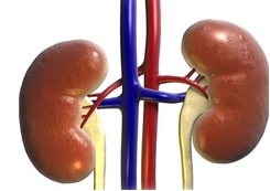 Phần lớn người bệnh bị gút mạn tính nhưng không biết - 7 Thận yếu – căn nguyên gây gút mạn tính