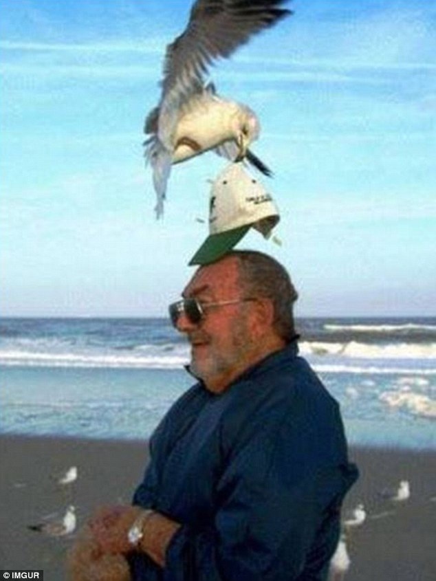 Cẩn thận khi đi du lịch là điều không bao giờ thừa. Một con mòng biển táo tợn đánh cắp chiếc mũ của du khách ngay trên biển.