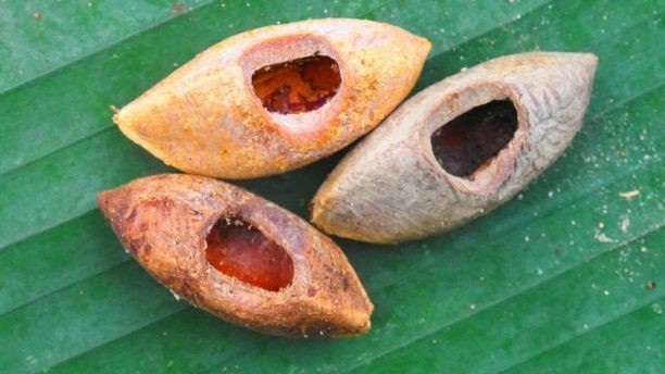 Phát hiện chuột khổng lồ có thể cắn vỡ quả dừa ở quần đảo Solomon - 2
Những hạt này có dấu răng đặc trưng của chuột Uromys vika.