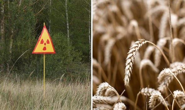 Xem xét khả năng mở lại khu vực bị ảnh hưởng bởi thảm họa Chernobyl để … trồng trọt - 1 Xem xét khả năng mở lại khu vực bị ảnh hưởng bởi thảm họa Chernobyl để … trồng trọt - 1