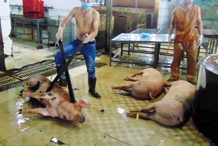 Thêm một vụ đầu độc cộng đồng bằng heo "an thần" - 2 Tiêu hủy, xử phạt hành chính đối với hành vi cố tình đầu độc cộng đồng là chưa triệt để