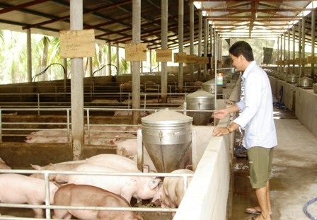 Giá heo hơi rớt thảm, người nuôi mất Tết - 1 Heo hơi rớt giá khiến người nuôi thua lỗ