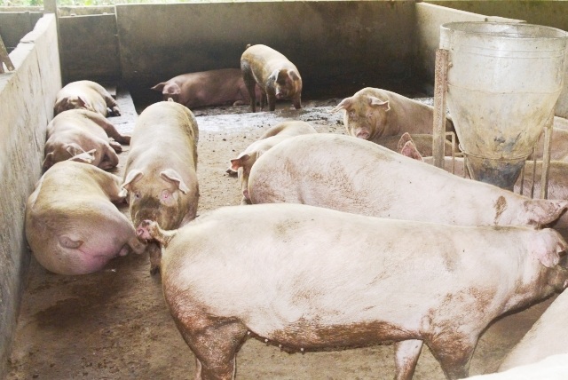 Cà Mau: Chủ tịch tỉnh chỉ đạo “nóng” xử lý bệnh lở mồm, long móng trên heo - 1 Cà Mau vừa phát hiện một điểm có heo nuôi bị bệnh lở mồm long móng tính từ đầu năm 2017 đến nay. (Ảnh minh họa)