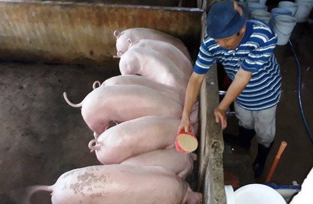 Giá heo hơi giảm, người nuôi lỗ 1 triệu đồng/tạ - 1 Heo hơi giảm sâu, người nuôi lỗ khoảng 1 triệu đồng/tạ