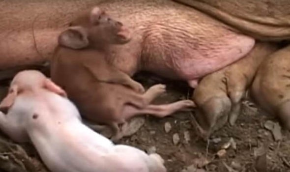 Shock: Heo con sinh ra trông giống tinh tinh - 3
Dân làng đổ xô đến quan sát sinh vật lạ thường.