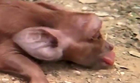 Shock: Heo con sinh ra trông giống tinh tinh - 2
Chú heo con màu nâu này có khuôn mặt và đôi tai giống tinh tinh.