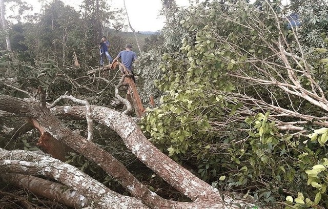 Một chủ tịch xã bị bắt tạm giam do để mất rừng - 1 Hiện trường vụ phá 2 hecta rừng tại xã Trường Xuân