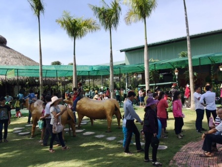 Du xuân ngắm cảnh miệt vườn, xem trò đua heo ngày mùng 2 Tết - 16 Du xuân ngắm cảnh miệt vườn, xem trò đua heo ngày mùng 2 Tết - 16