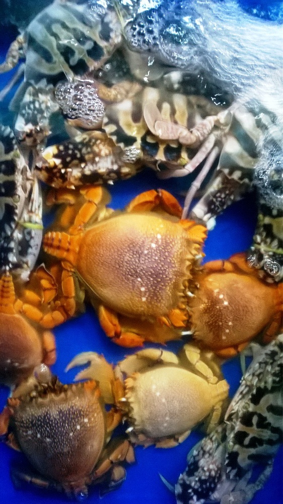 
Cua hoàng đế từng là loại hải sản tiến vua của người dân đất đảo Lý Sơn.
