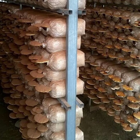 Bỏ thành phố, kỹ sư về quê làm nấm sạch thu trăm triệu đồng mỗi năm - 2
Anh khởi nghiệp từ mô hình trồng nấm linh chi sạch