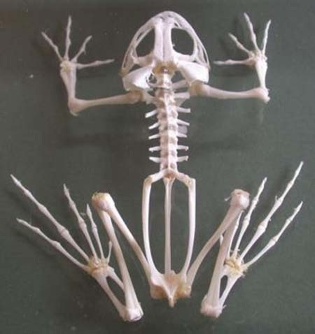 Chơi “hài cốt”- thú chơi có bộ mặt hủy diệt - 1