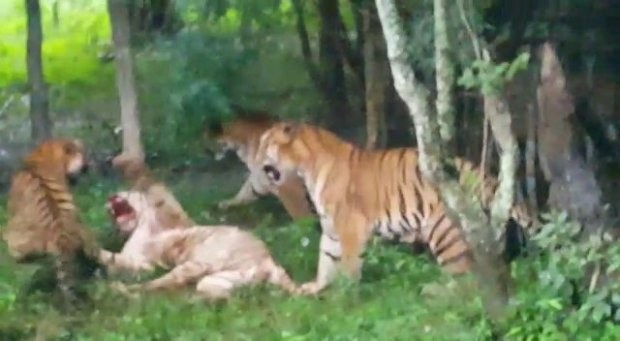 Một con hổ trắng quý hiếm chết sau khi bị đàn hổ Bengal bao vây trong sở thú - 3
Shreyas đã cố gắng tự vệ trong tuyệt vọng.